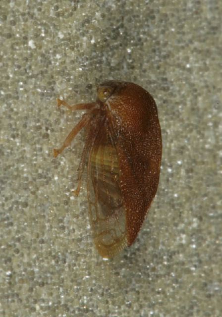   Membracidae