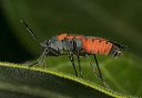 large_milkweed_bug1699