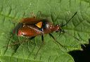 plant_bug_0656