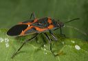 small_milkweed_bug1702