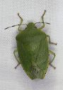 stink_bug1755