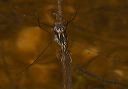 water_strider125