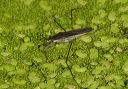 waterstriders180