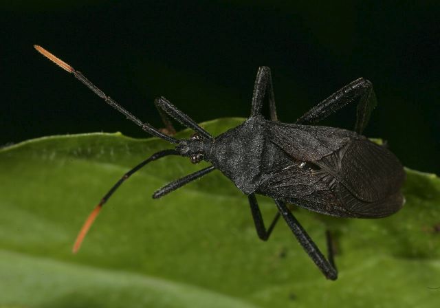 Acanthocephala terminalis Coreidae