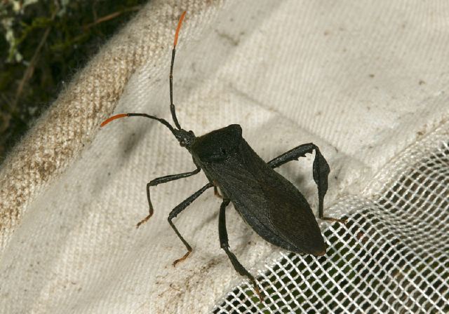 Acanthocephala terminalis Coreidae