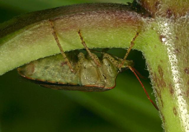 Euschistus sp. Pentatomidae