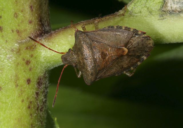 Euschistus sp. Pentatomidae