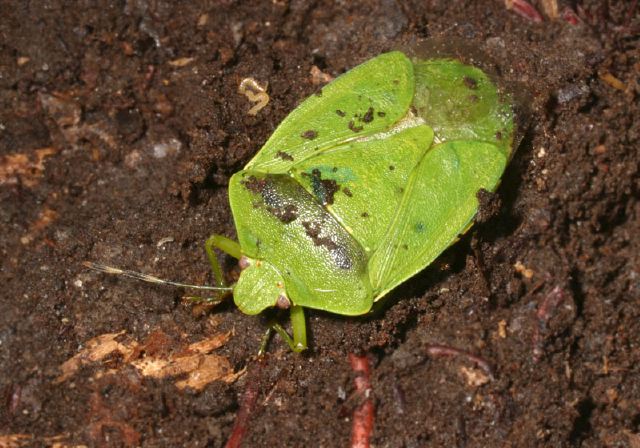 Chinavia hilare Pentatomidae