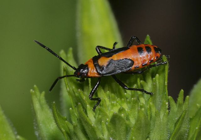 Oncopeltus fasciatus Lygaeidae