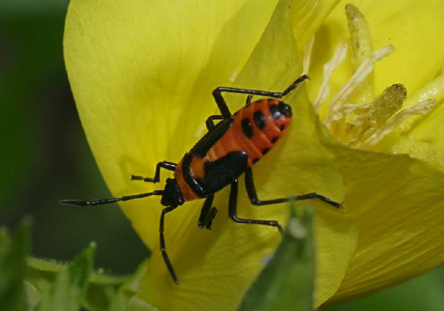 Oncopeltus fasciatus Lygaeidae