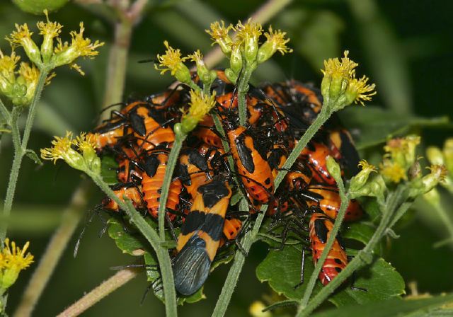 Oncopeltus fasciatus Lygaeidae