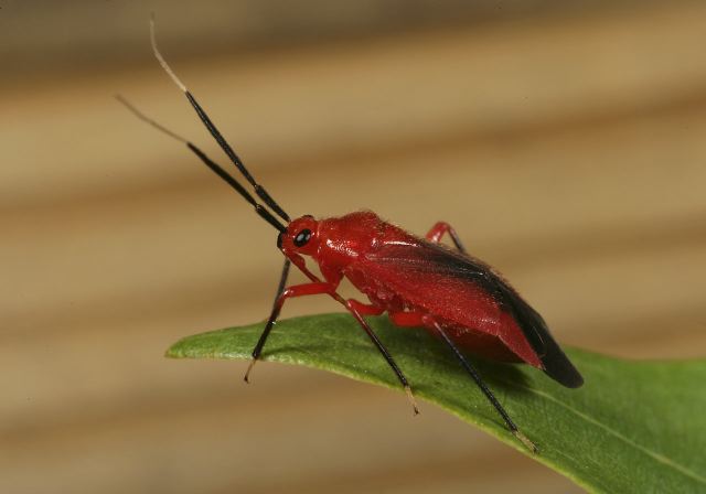 Lopidea sp. Miridae