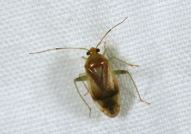 Lygus sp. Miridae