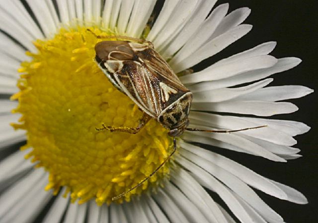 Lygus lineolaris Miridae