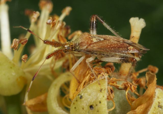 Neurocolpus nubilus Miridae