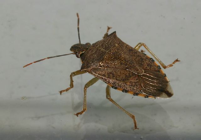 Podisus maculiventris? Pentatomidae