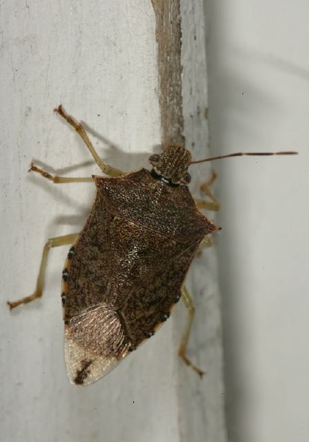 Podisus maculiventris? Pentatomidae