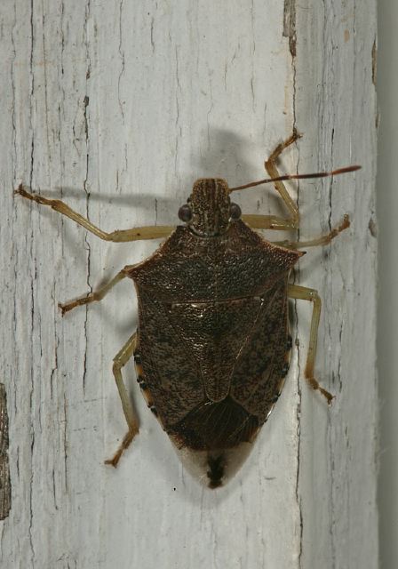 Podisus maculiventris? Pentatomidae