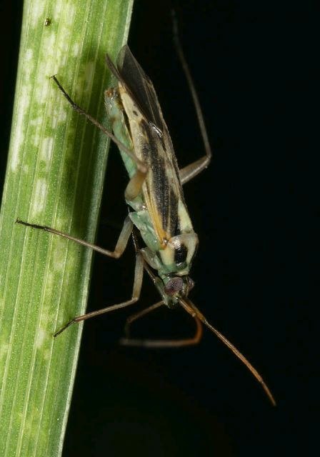 Stenotus binotatus Miridae