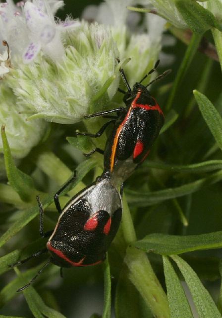 Cosmopepla lintneriana Pentatomidae