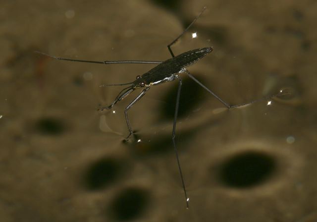   Gerridae