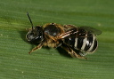 bee_0352