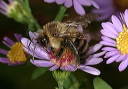 bombus_img_5230