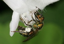 halictidae_0757