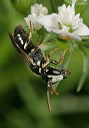 hylaeus_0446