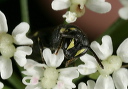 hylaeus_sp_8916