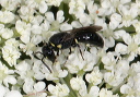 hylaeus_z1685b