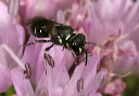 hylaeus_zh3z2102