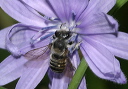 leaf-cutting_bee_169