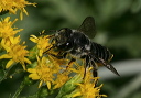 megachile5116