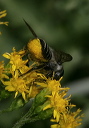 megachile5118