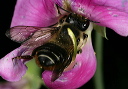 megachile_0417