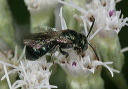 small_carpenter_bee4844