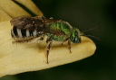 sweat_bee_216