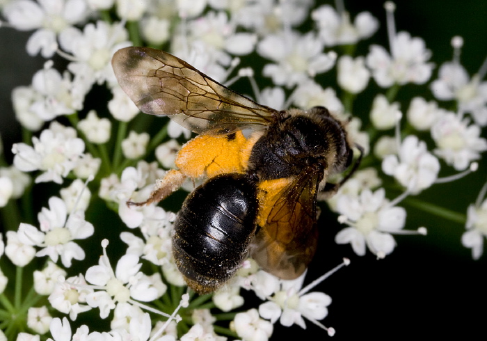 Andrena (Plastandrena) crataegi Andrenidae