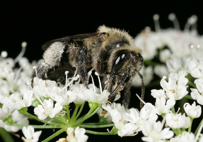 Andrena (Melandrena) vicina Andrenidae