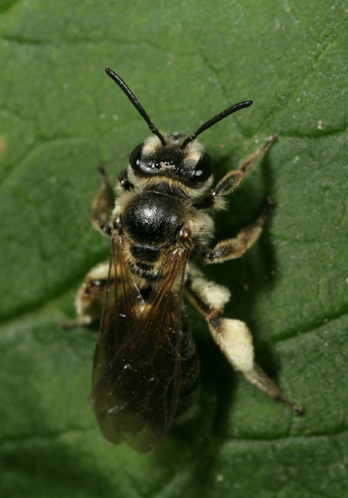 Andrena (Plastandrena) crataegi Andrenidae