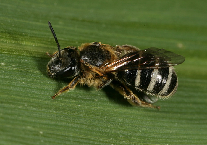 Lasioglossum (Lasioglossum) sp. Halictidae