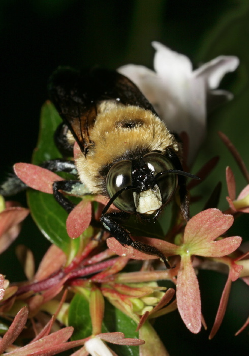 Xylocopa virginica Apidae