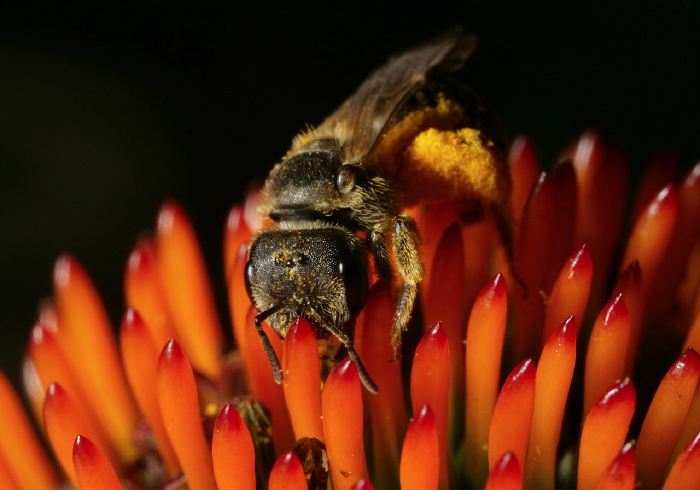 Halictus ligatus Halictidae