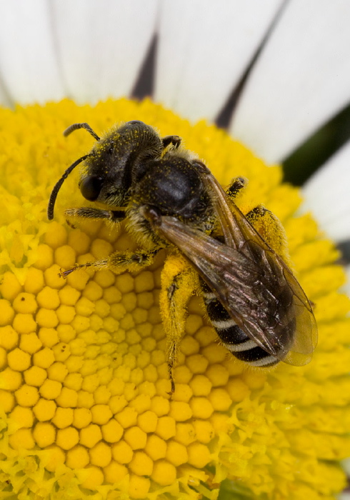 Halictus ligatus Halictidae