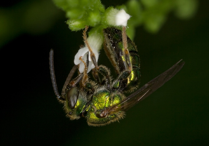 Augochlora pura Halictidae