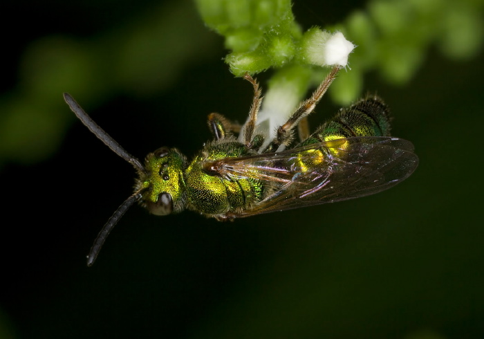 Augochlora pura Halictidae