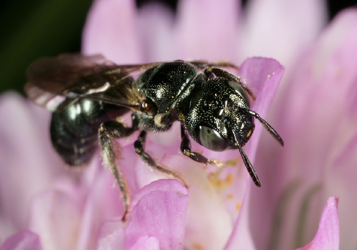 Ceratina (Zadontomerus) sp. Apidae