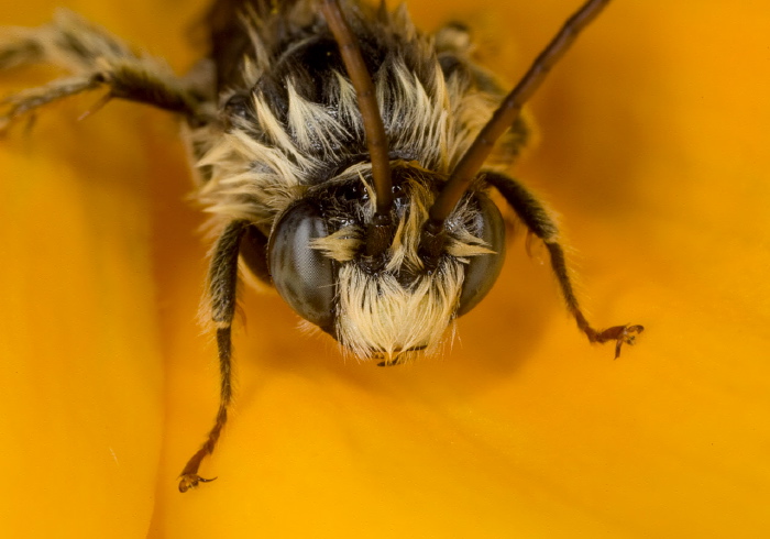 Melissodes (Eumelissodes) sp. Apidae