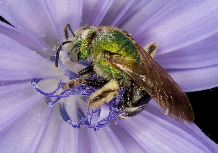 Agapostemon (Agapostemon) virescens? Halictidae